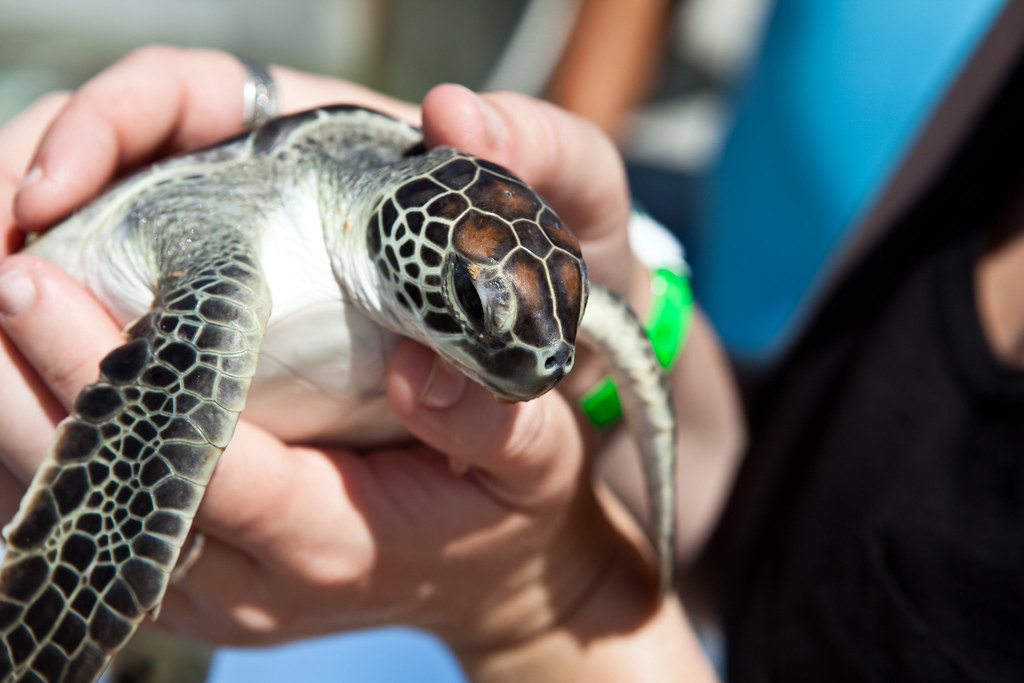 Baby Sea Turtle